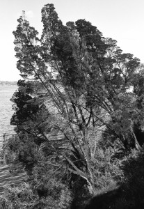 Rottnest cypress 6   